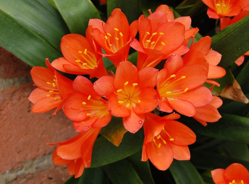 Houseplants clivia